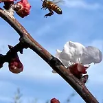 Le Coccole Del Trasimeno Casa di campagna *