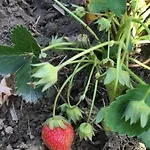Casa di campagna Le Coccole Del Trasimeno Tuoro sul Trasimeno