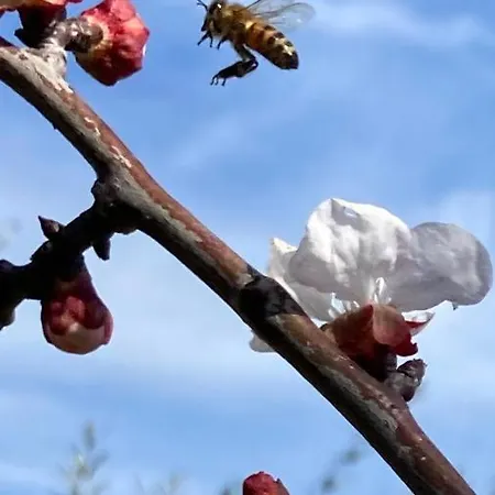 Le Coccole Del Trasimeno Εξοχικό σπίτι *