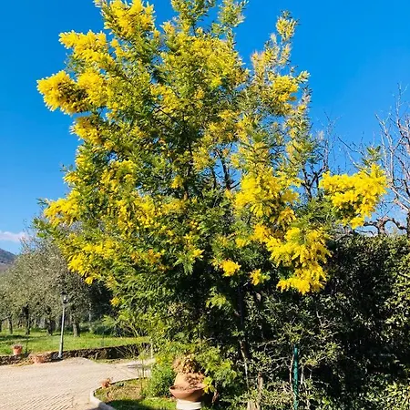 Le Coccole Del Trasimeno Εξοχικό σπίτι Tuoro sul Trasimeno