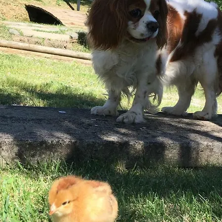 Le Coccole Del Trasimeno Εξοχικό σπίτι Tuoro sul Trasimeno