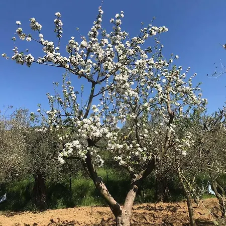 Le Coccole Del Trasimeno