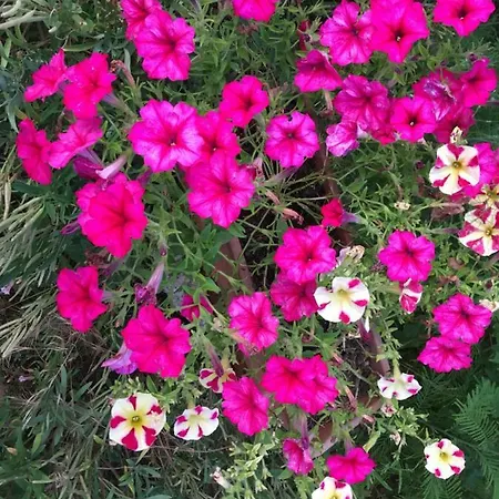 Le Coccole Del Trasimeno * Tuoro sul Trasimeno