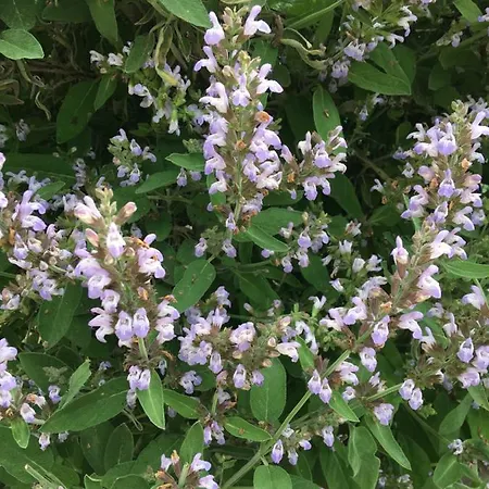 Εξοχικό σπίτι Le Coccole Del Trasimeno *
