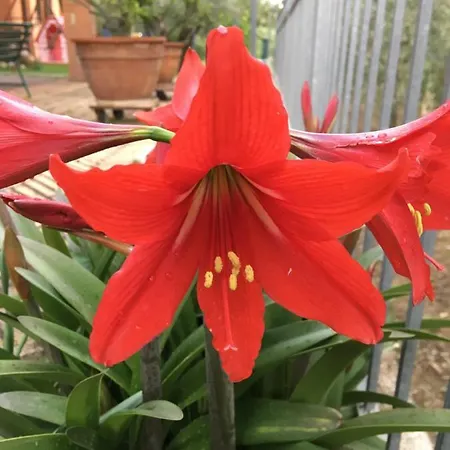 Le Coccole Del Trasimeno *