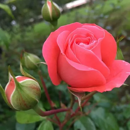 Le Coccole Del Trasimeno